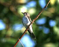 birdie